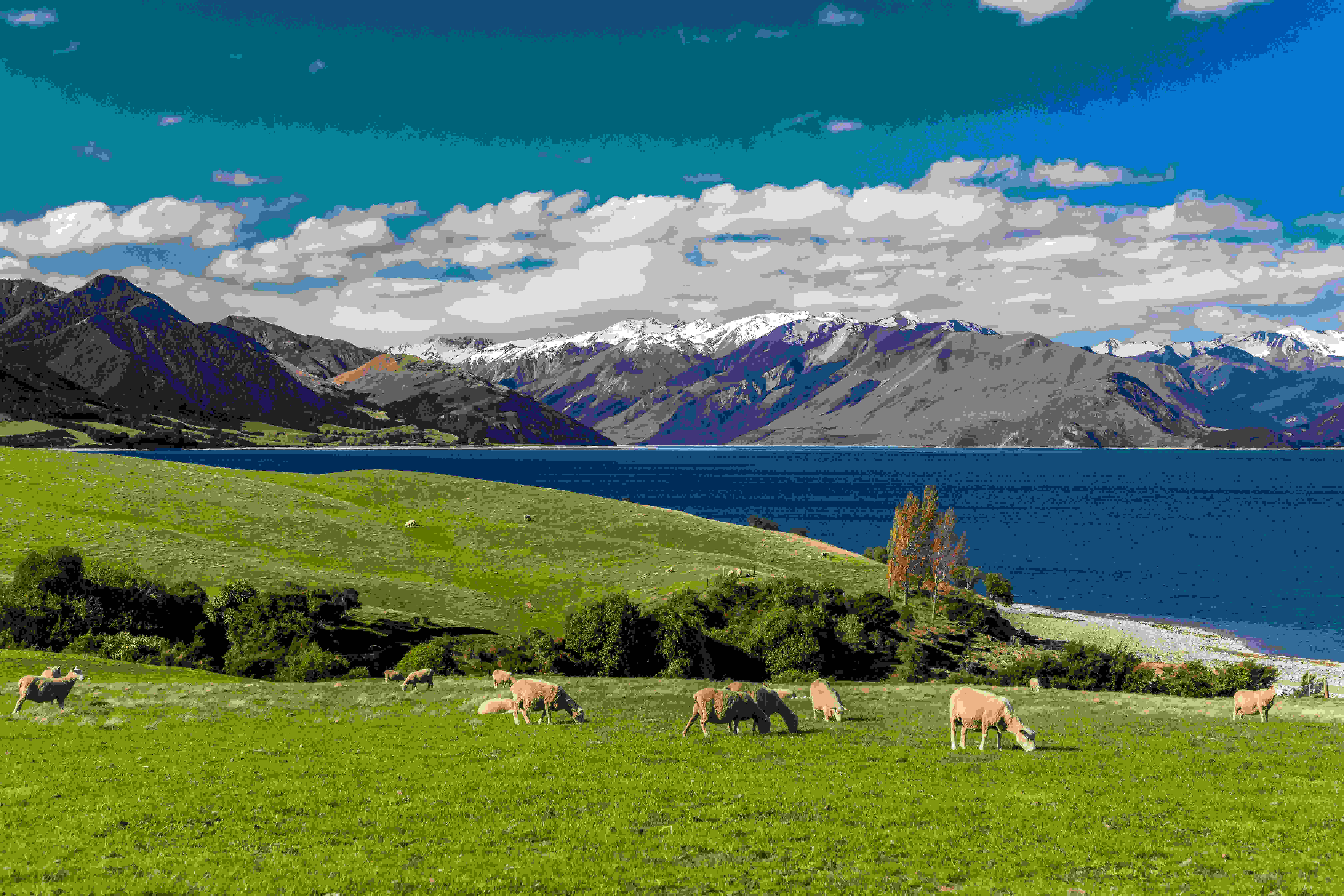 ニュージーランドの人気都市トップ５